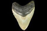 Fossil Megalodon Tooth - North Carolina #124680-1
